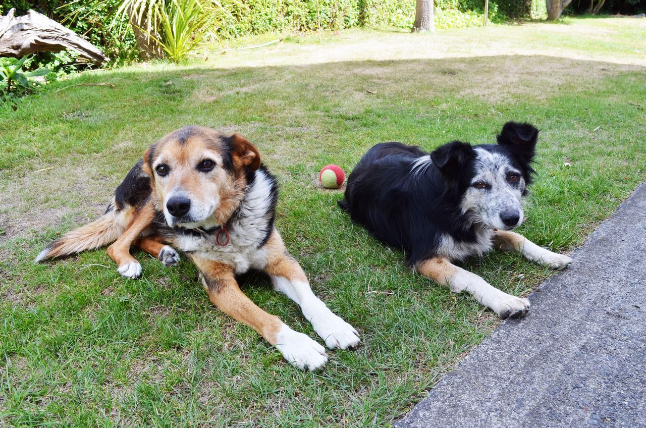 Braemar House B&B And Yha Hostel Whanganui Εξωτερικό φωτογραφία
